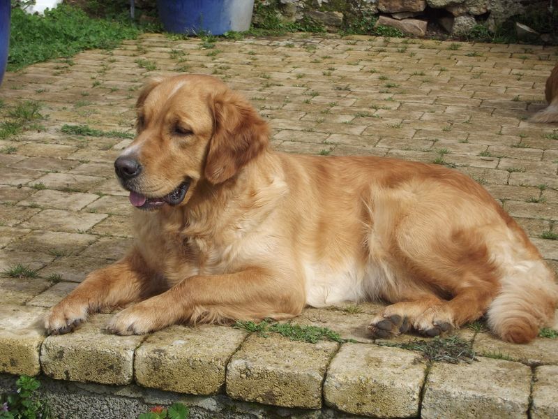 de la vallée Morgane - Sweet Lady attends des bébés