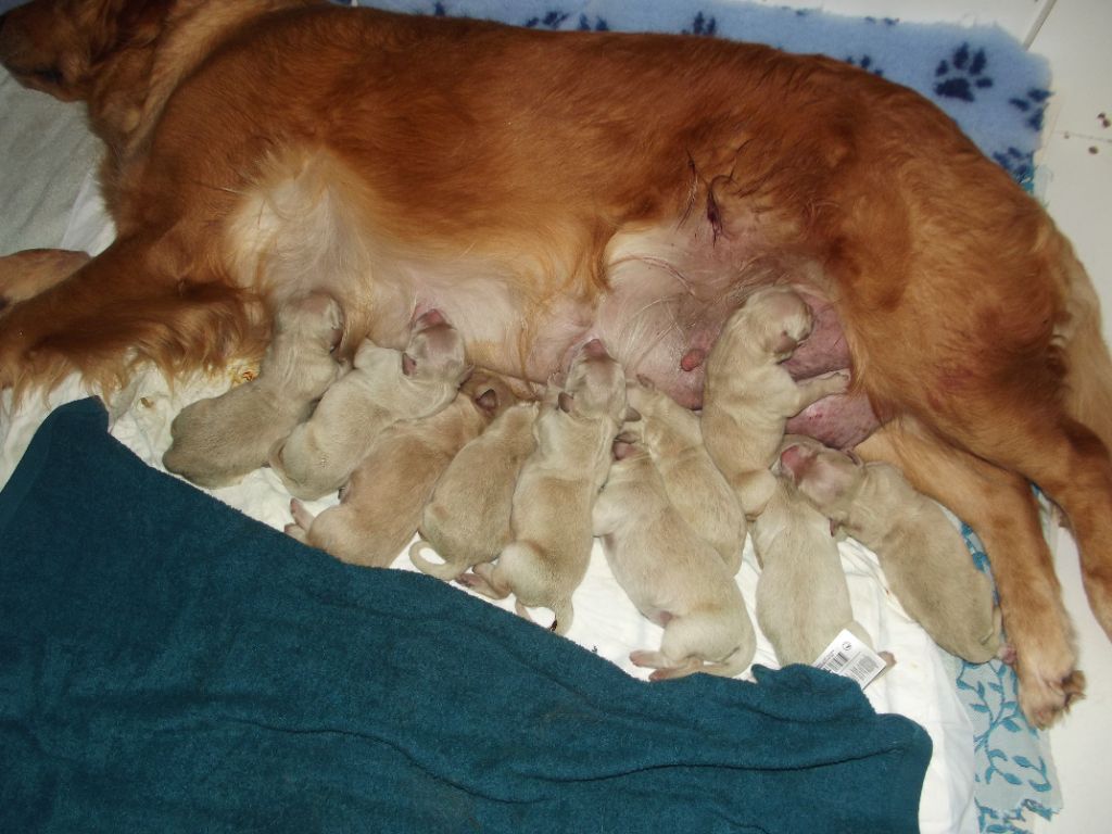 de la vallée Morgane - Les bébés de Notre Sweet Lady