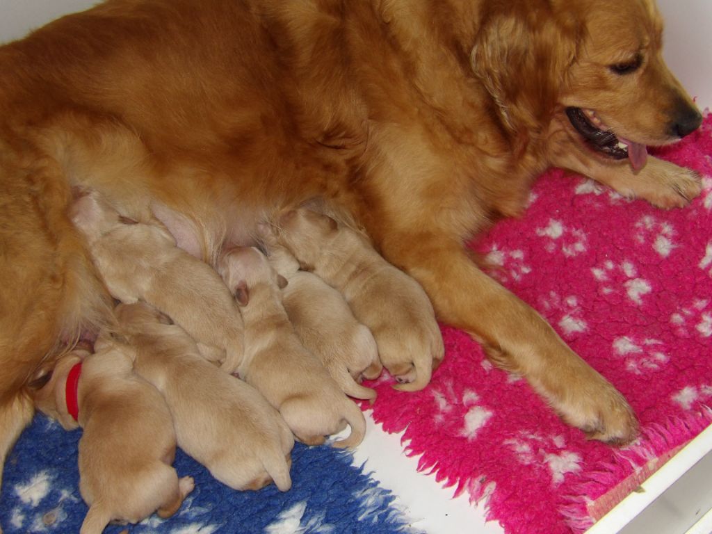 chiot Golden Retriever de la vallée Morgane