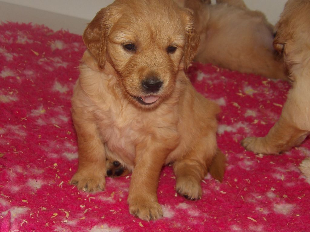 de la vallée Morgane - Chiot disponible  - Golden Retriever