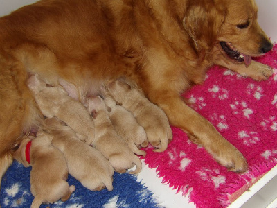 de la vallée Morgane - Golden Retriever - Portée née le 13/11/2024