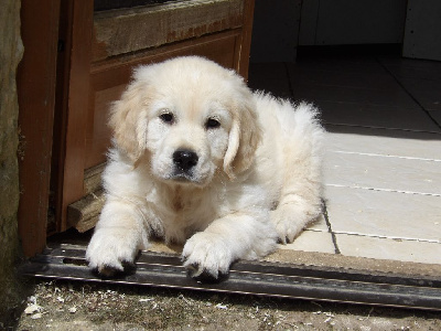 de la vallée Morgane - Golden Retriever - Portée née le 30/04/2024