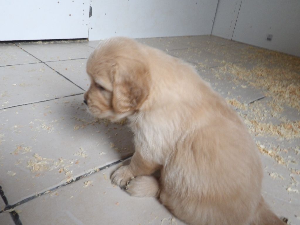 de la vallée Morgane - Chiot disponible  - Golden Retriever