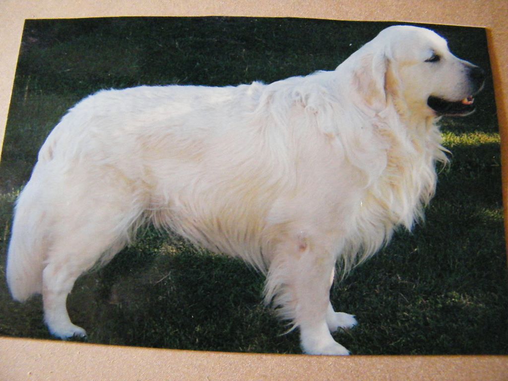 Benji de la vallée Morgane