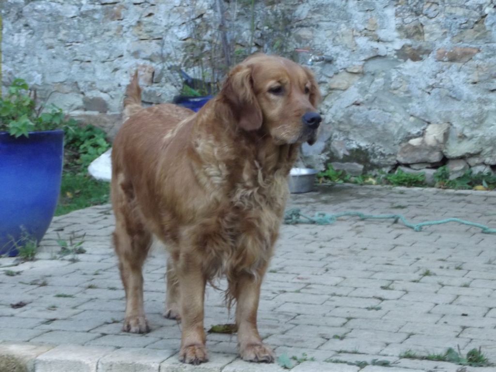 Orna-queen de la vallée Morgane