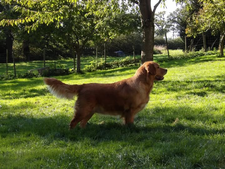 Sweet lady dite joy de la vallée Morgane