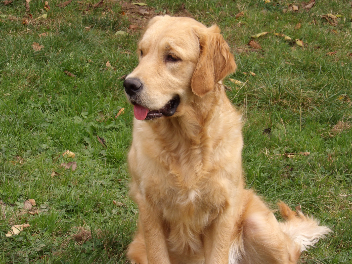 Victoria-queen de la vallée Morgane