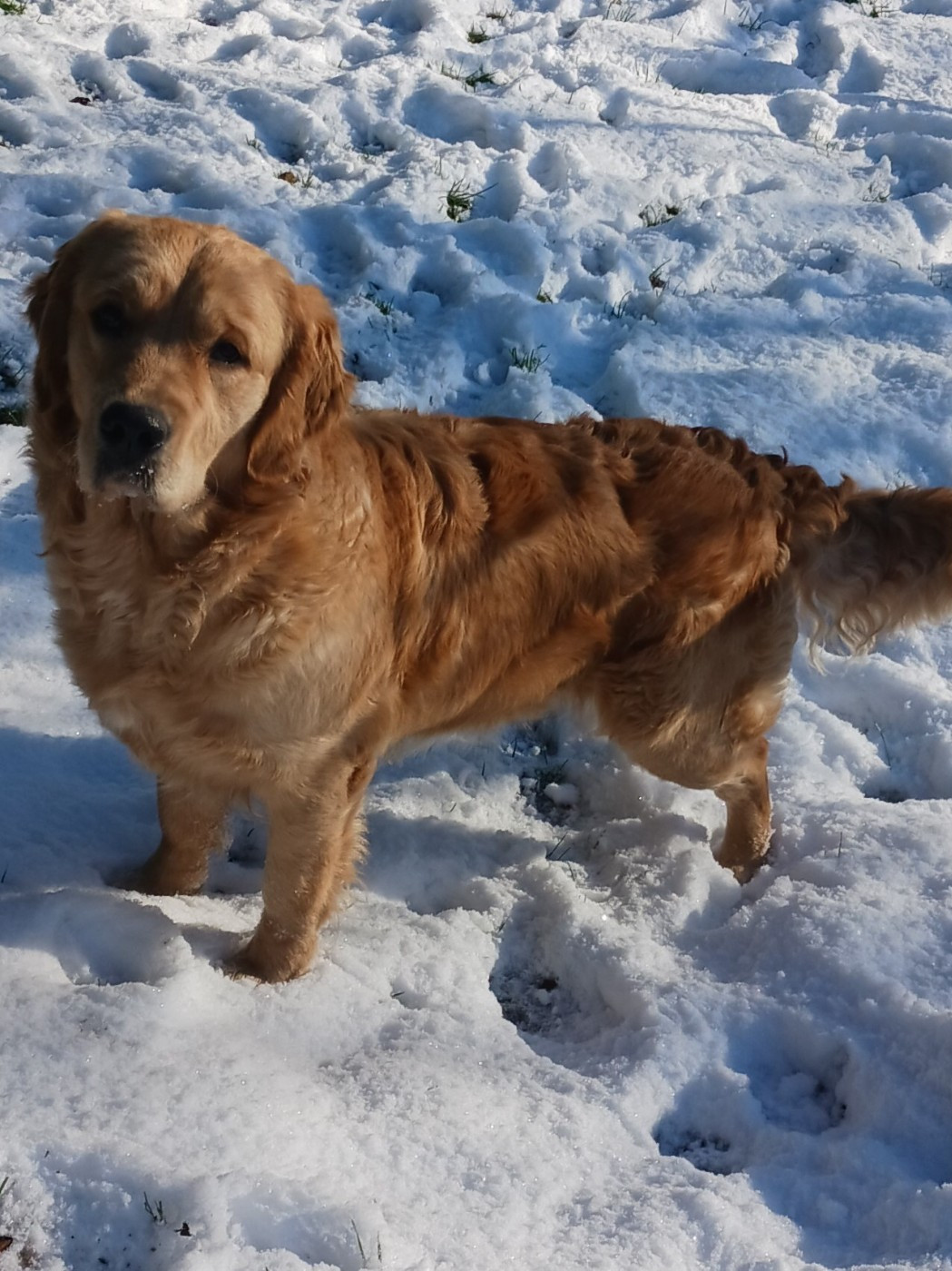 Victoria-queen de la vallée Morgane