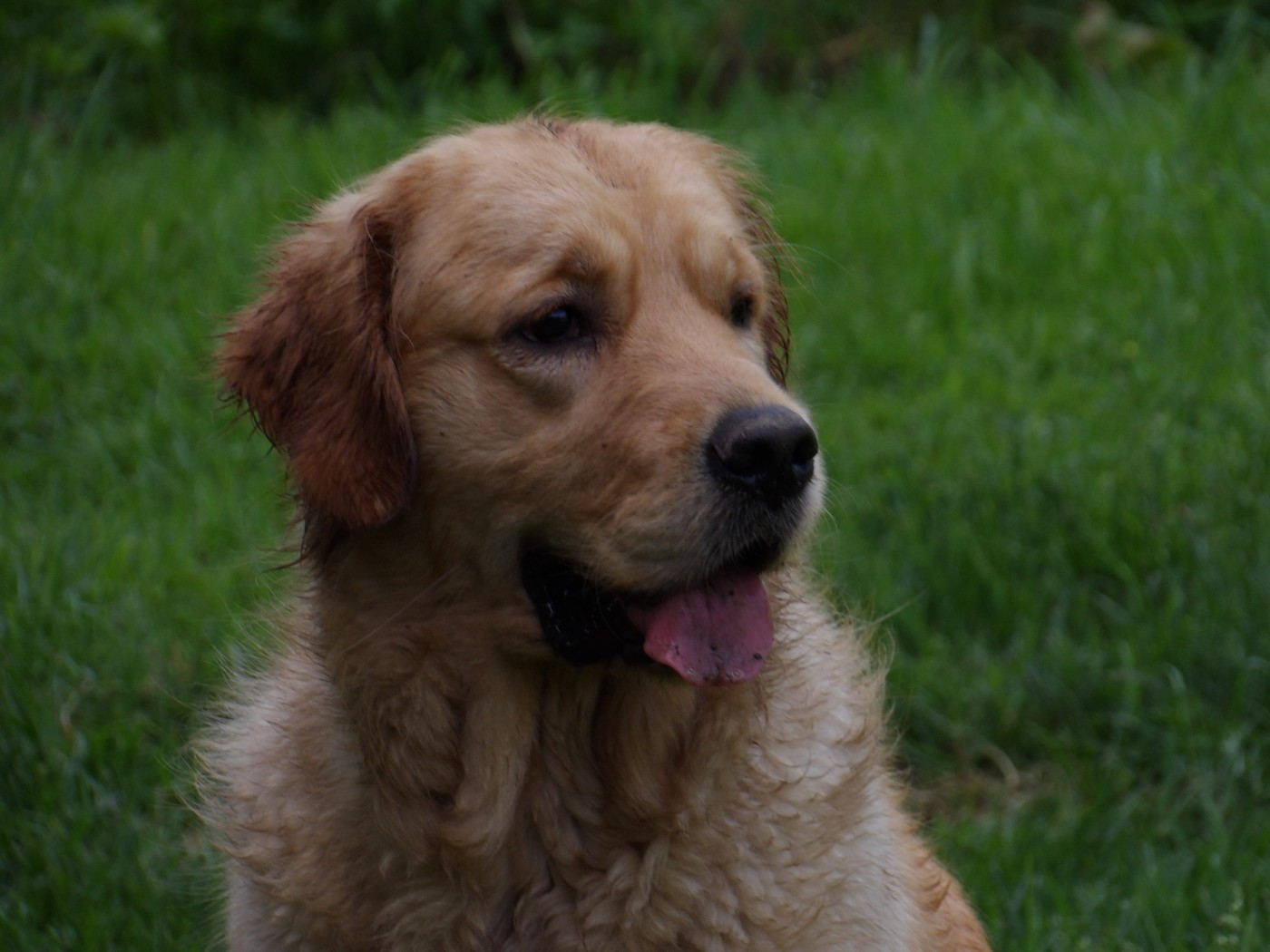 Victoria-queen de la vallée Morgane
