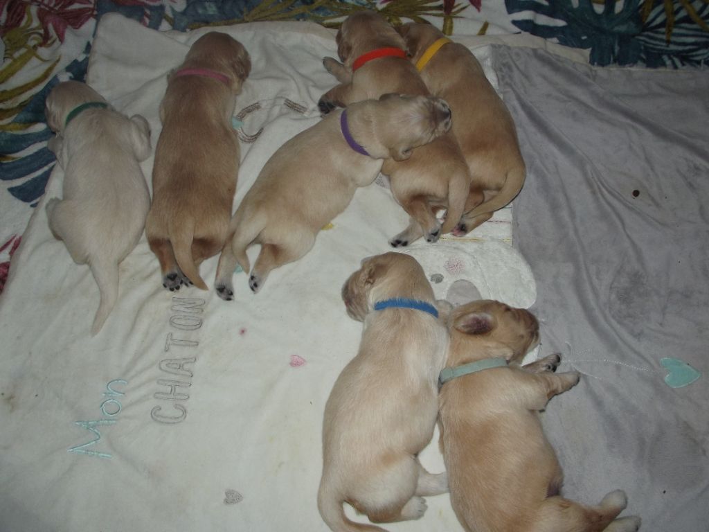 de la vallée Morgane - les bébés 13 jours 