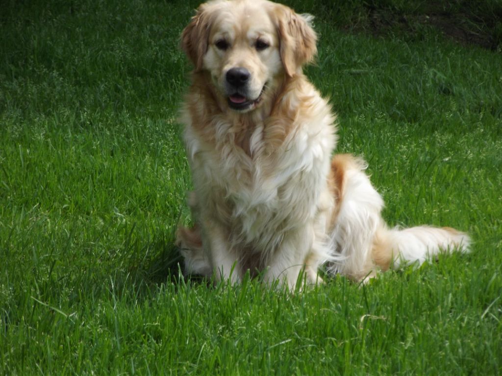 de la vallée Morgane - Princess of Kingdom