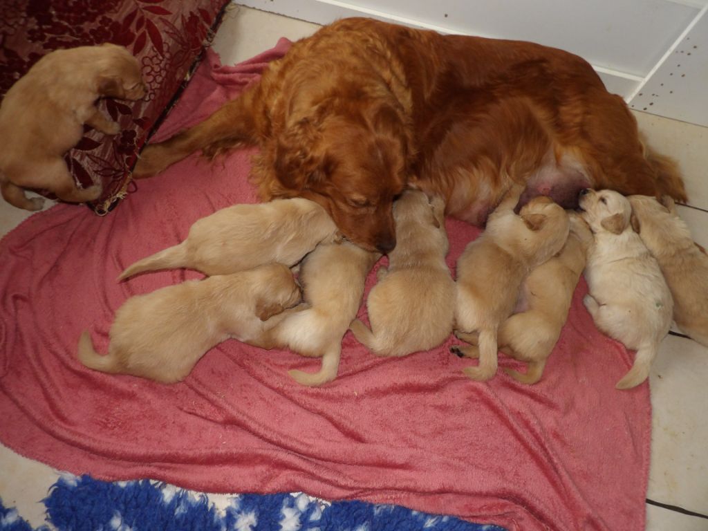 de la vallée Morgane - les petits coeurs d' Orna 4 semaines