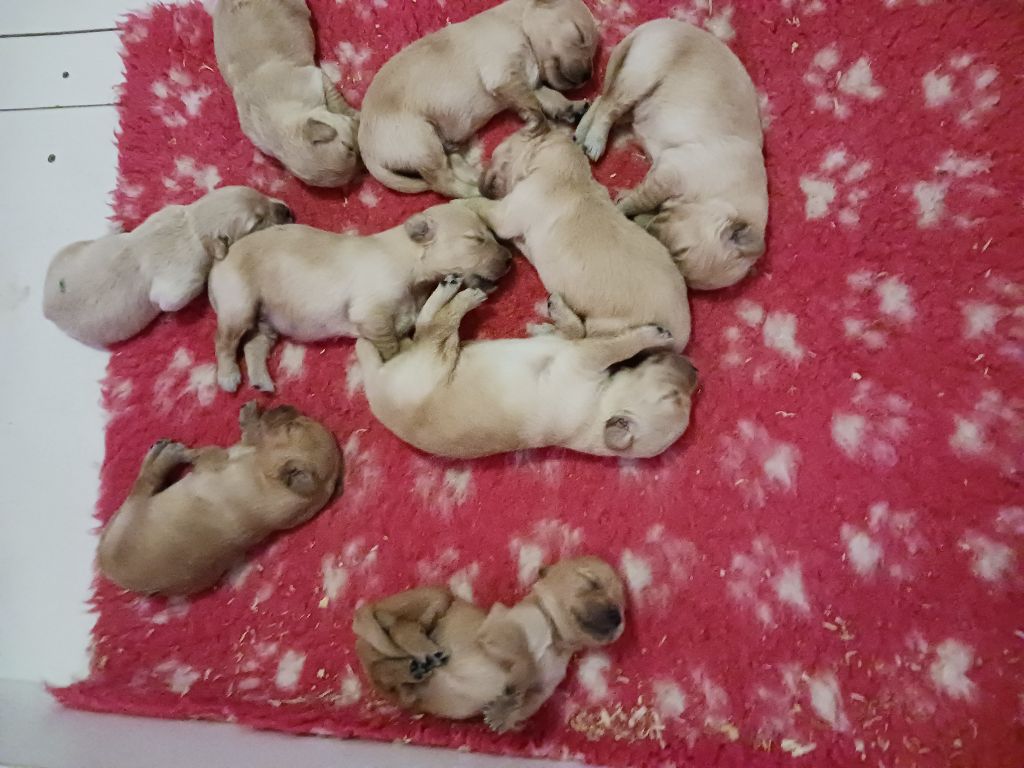 de la vallée Morgane - Les bébés d Orna 11 jours