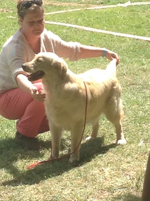 de la vallée Morgane - Résultats Expo spéciale Goldens Maltot 2014