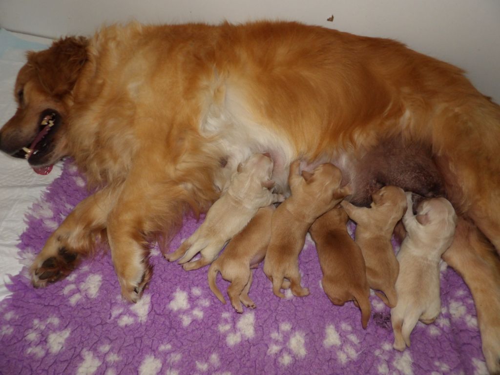 de la vallée Morgane - les bébés d'Abby 