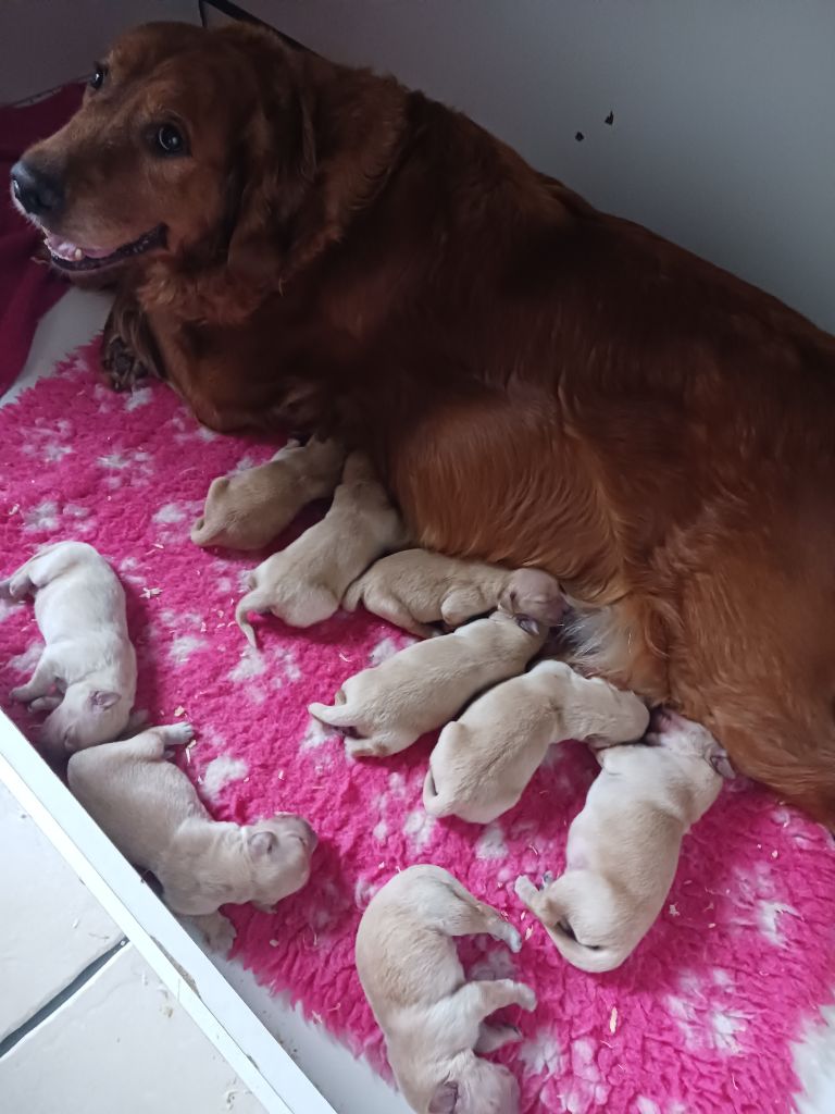de la vallée Morgane - Orna as donné naissance à 9 beaux bébés
