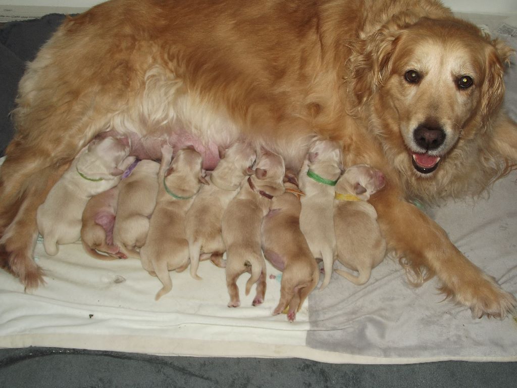 de la vallée Morgane - Les bébés de Jayne 