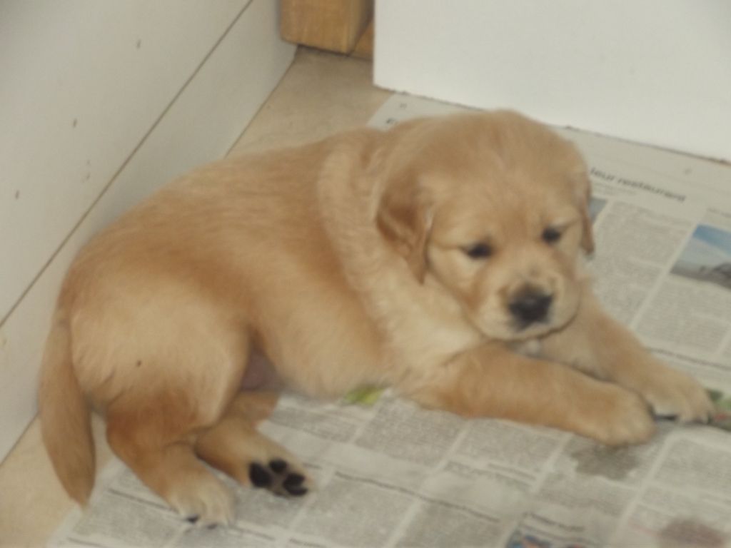 de la vallée Morgane - princesse 1 mois