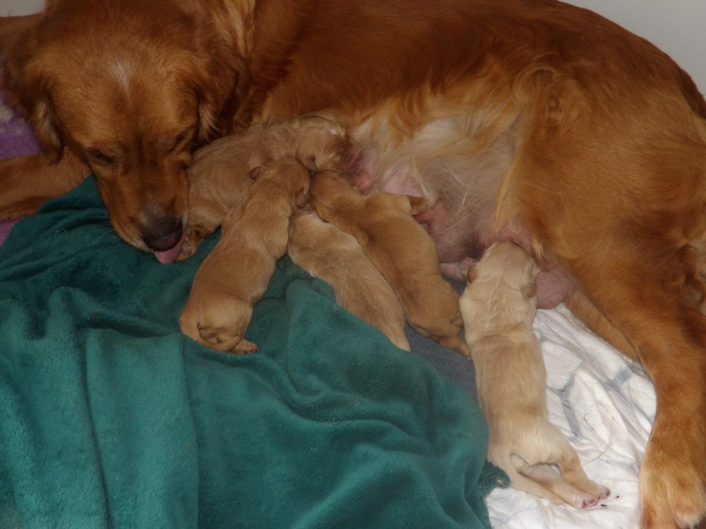 Les bébés de Ma Sweet Lady