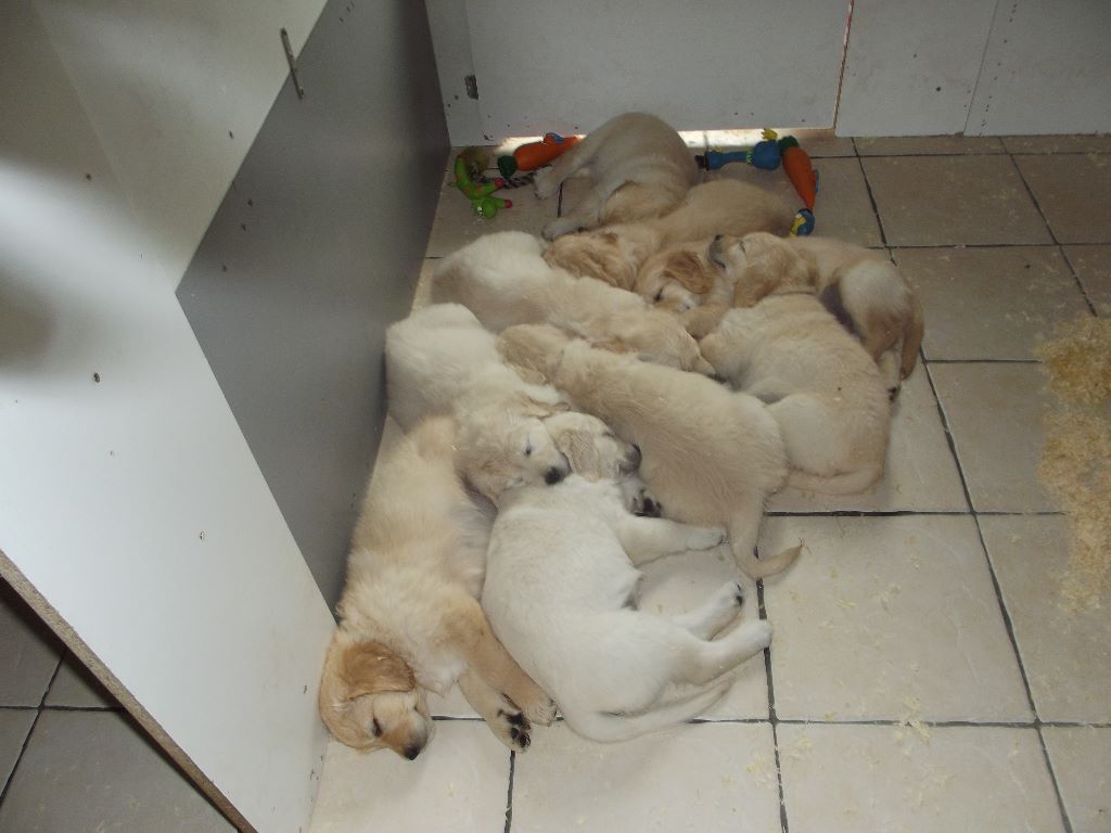 de la vallée Morgane - Les bébés de Jayne