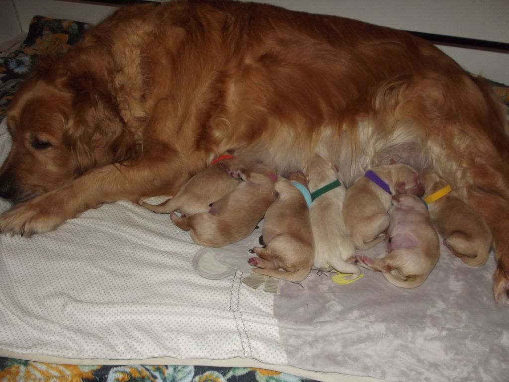 de la vallée Morgane - Léna et ses bébés