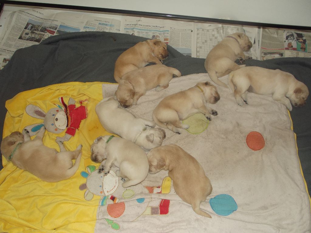 de la vallée Morgane - Les bébés de Jayne 14 jours