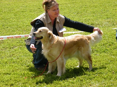 de la vallée Morgane - Maltot 2012 spéciale Goldens retriever