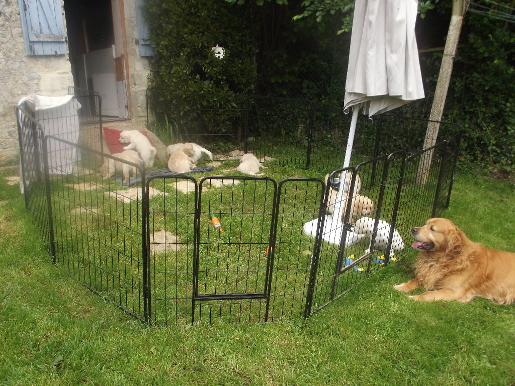 de la vallée Morgane - les bébés de Jayne 7 semaines