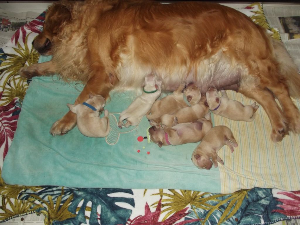 de la vallée Morgane - les bébés 4 jours