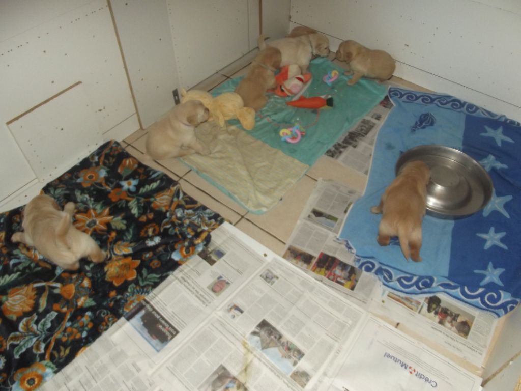 de la vallée Morgane - les bébés 1 mois