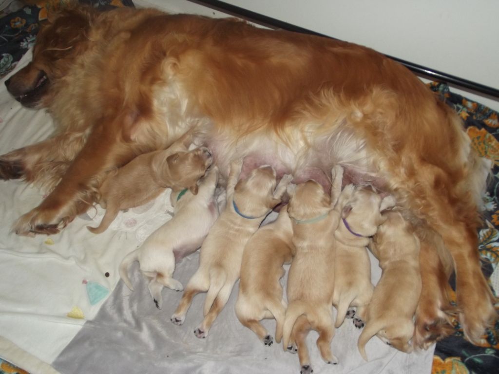 de la vallée Morgane - bébés Léna 10 jours 