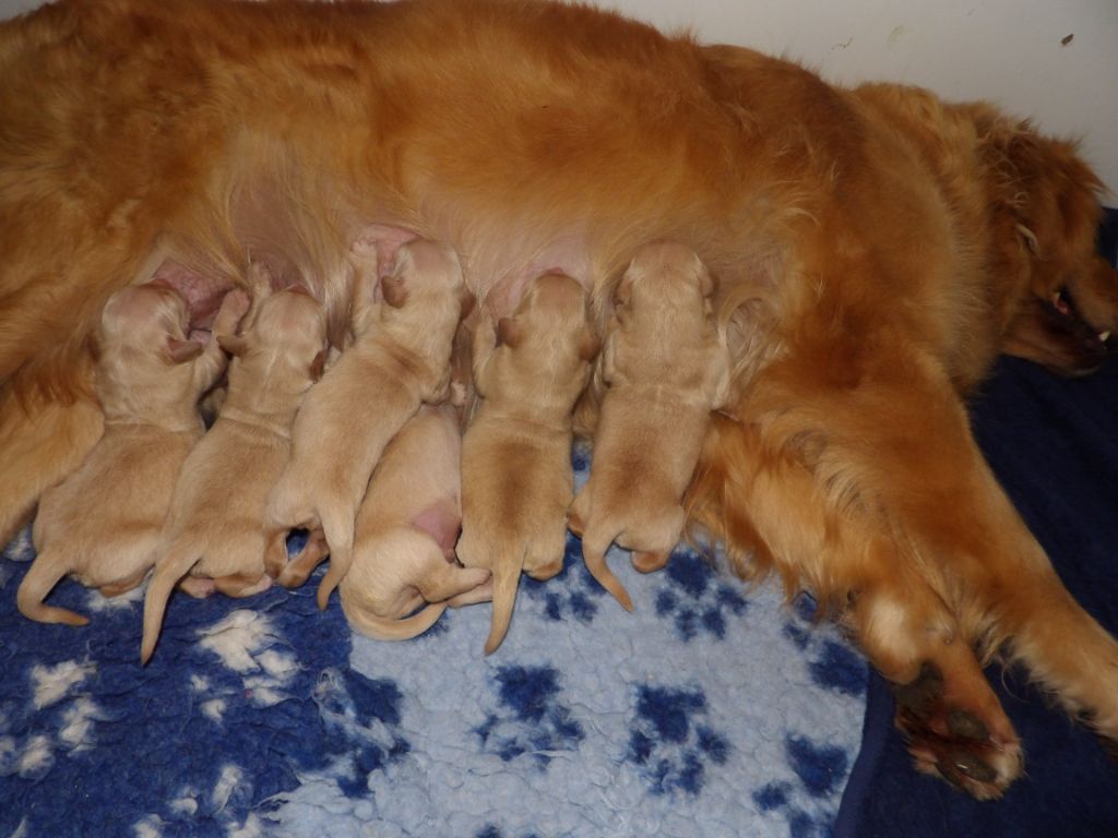 de la vallée Morgane - les bébés de Toscane sont nés