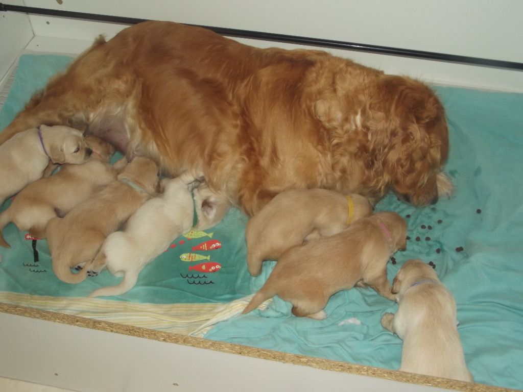 de la vallée Morgane - les bébés 18 jours 