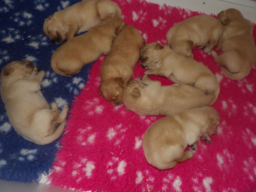 de la vallée Morgane - Golden Retriever - Portée née le 19/12/2024