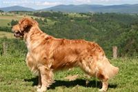 de la vallée Morgane - Golden Retriever - Portée née le 26/08/2009