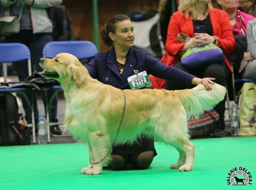 de la vallée Morgane - Golden Retriever - Portée née le 02/07/2019