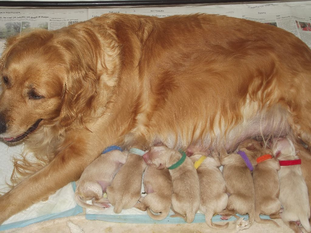 de la vallée Morgane - Golden Retriever - Portée née le 20/10/2020
