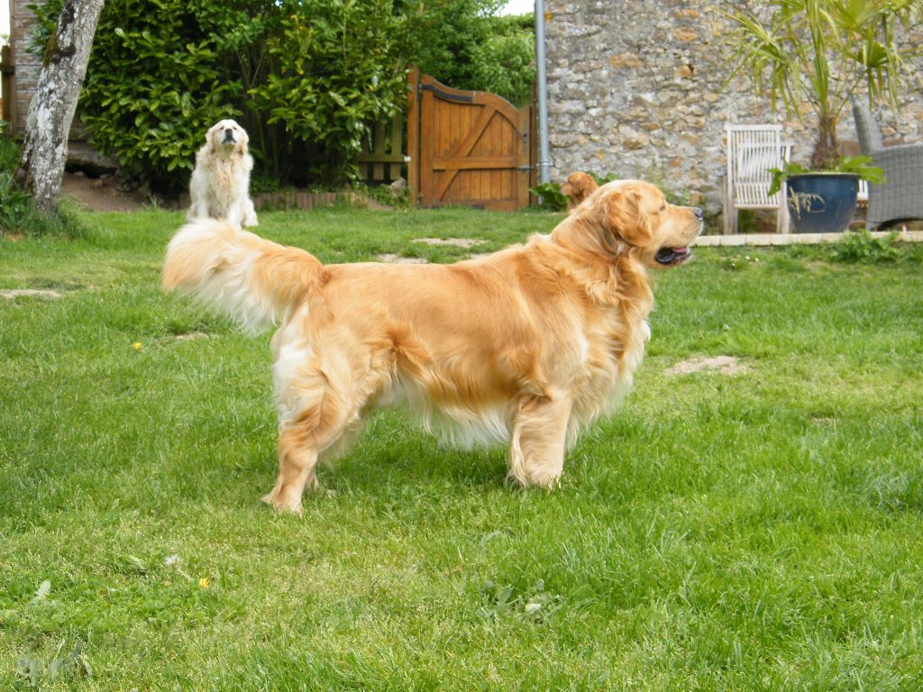 de la vallée Morgane - Golden Retriever - Portée née le 27/11/2019