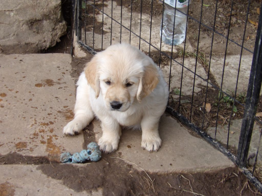 de la vallée Morgane - Chiots disponibles - Golden Retriever