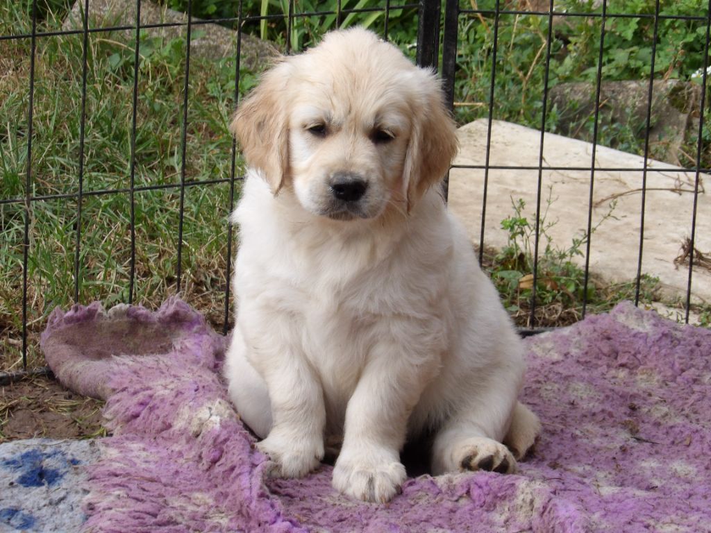 de la vallée Morgane - Chiots disponibles - Golden Retriever