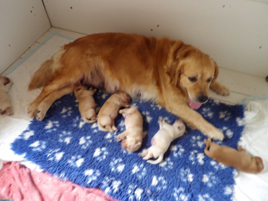 Chiot Golden Retriever de la vallée Morgane