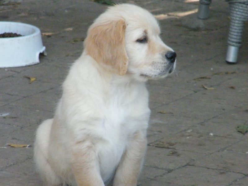 de la vallée Morgane - Golden Retriever - Portée née le 25/07/2015