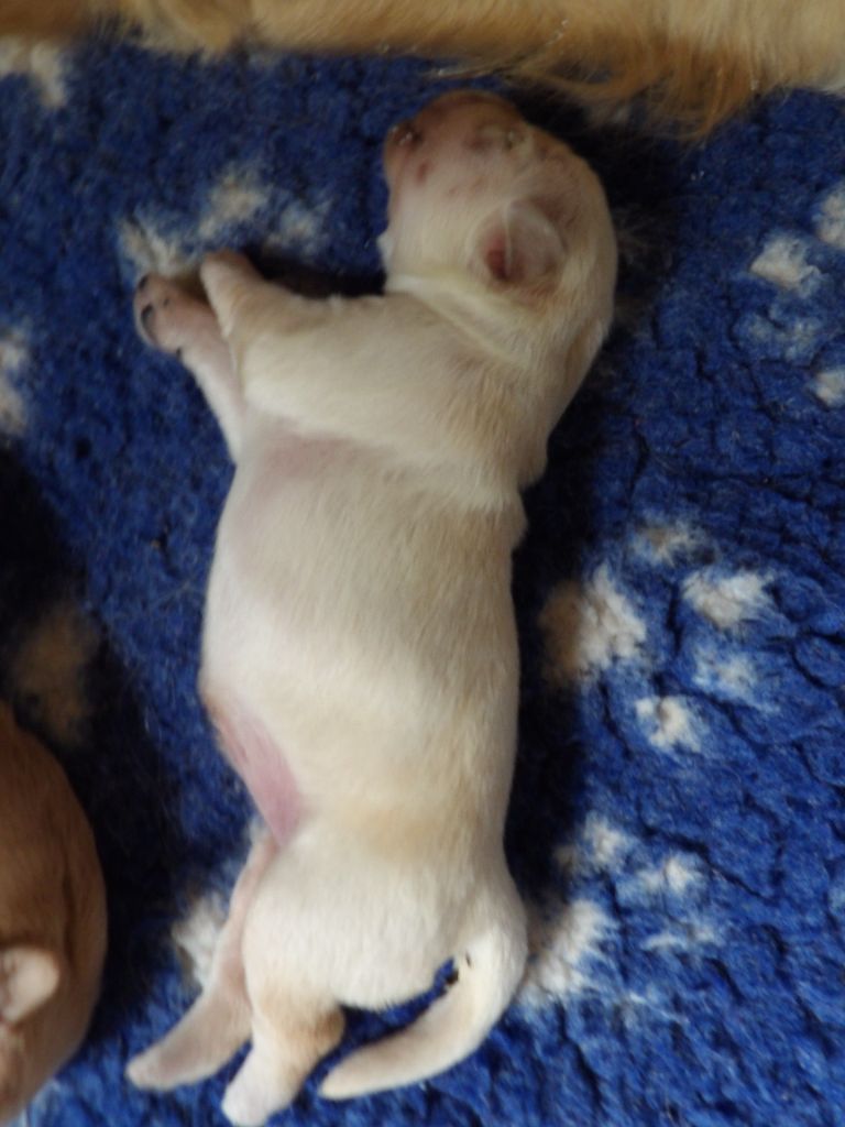 de la vallée Morgane - Chiots disponibles - Golden Retriever