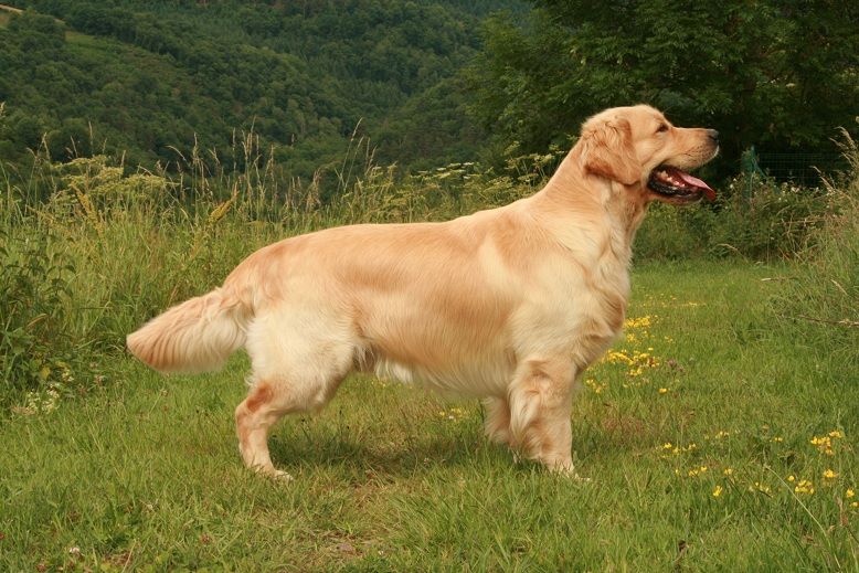 de la vallée Morgane - Golden Retriever - Portée née le 21/04/2010