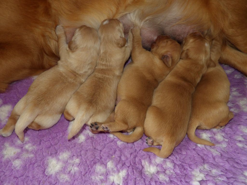 de la vallée Morgane - Chiots disponibles - Golden Retriever