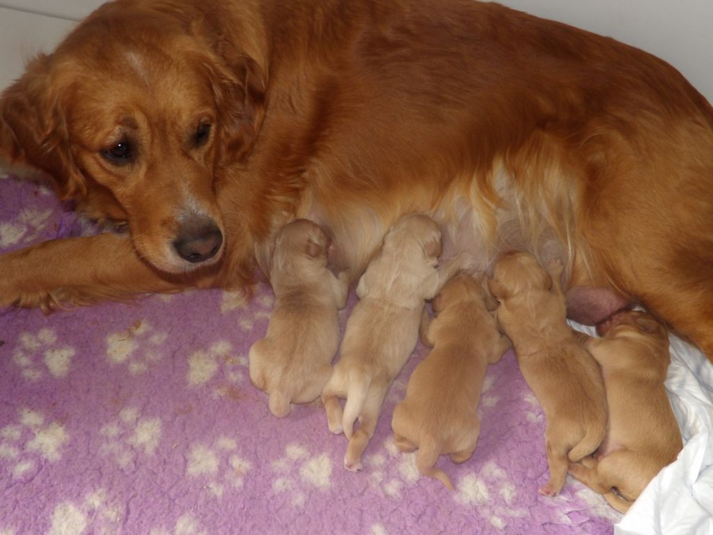 Chiot Golden Retriever de la vallée Morgane