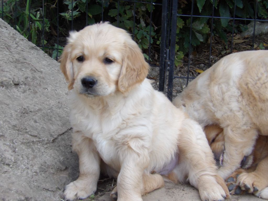 de la vallée Morgane - Chiots disponibles - Golden Retriever