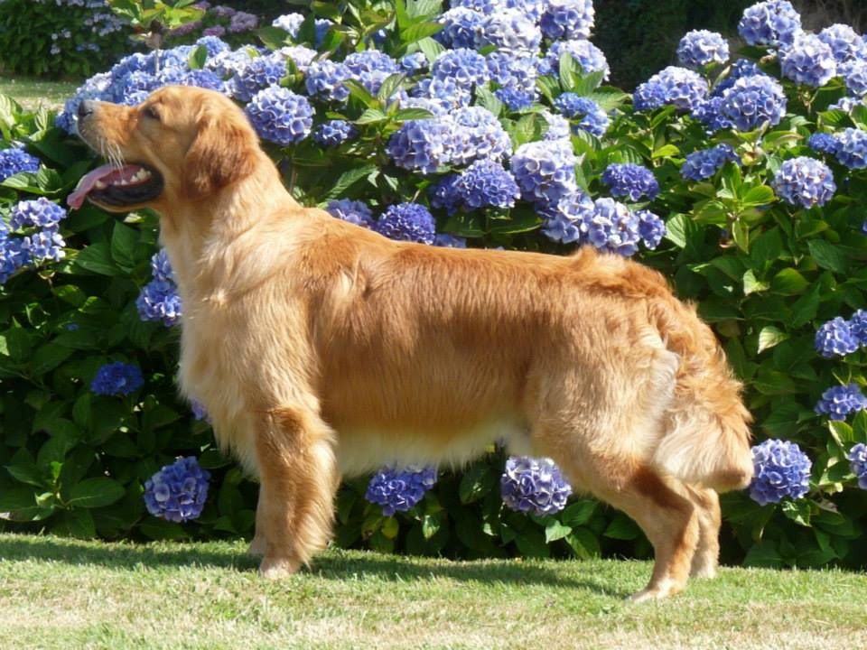 de la vallée Morgane - Golden Retriever - Portée née le 21/04/2014