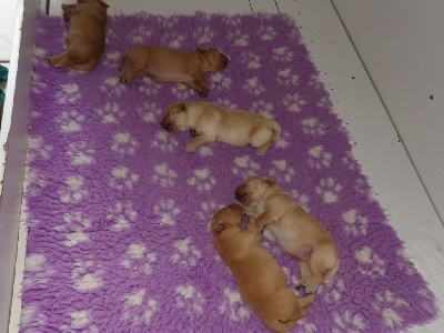CHIOT