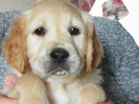 Mascotte ( princesse rouge )